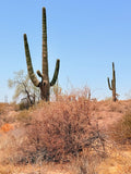 Desert Sentinel