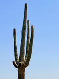 Reaching Skyward